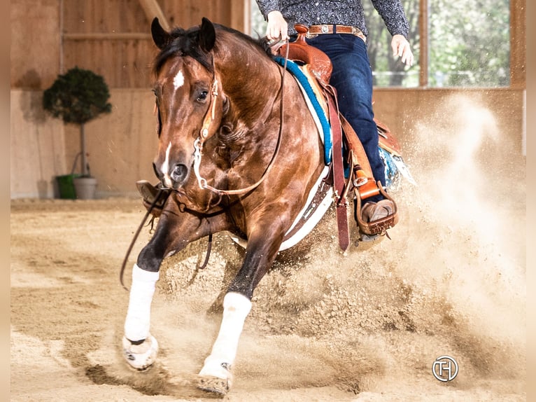 American Quarter Horse Ruin 10 Jaar 149 cm Donkerbruin in Walliswil b. Niederbipp