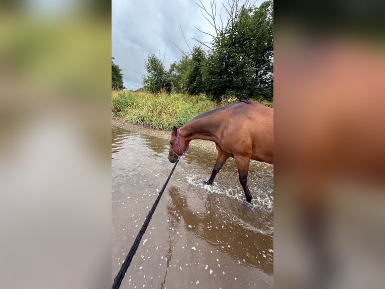American Quarter Horse Ruin 10 Jaar 150 cm Bruin in Ilfeld