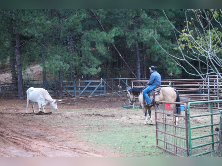 American Quarter Horse Ruin 10 Jaar 150 cm Buckskin in Rusk TX