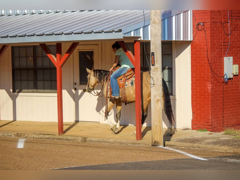 American Quarter Horse Ruin 10 Jaar 150 cm Buckskin in Rusk TX