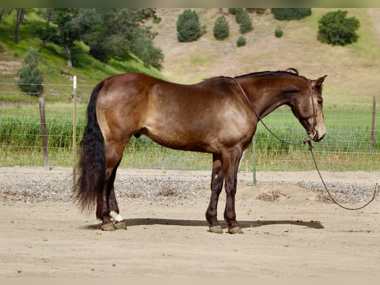 American Quarter Horse Ruin 10 Jaar 150 cm Buckskin in Tres Pinos