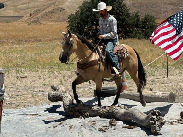 American Quarter Horse Ruin 10 Jaar 150 cm Buckskin in Tres Pinos