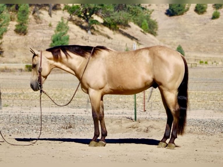 American Quarter Horse Ruin 10 Jaar 150 cm Buckskin in Tres Pinos