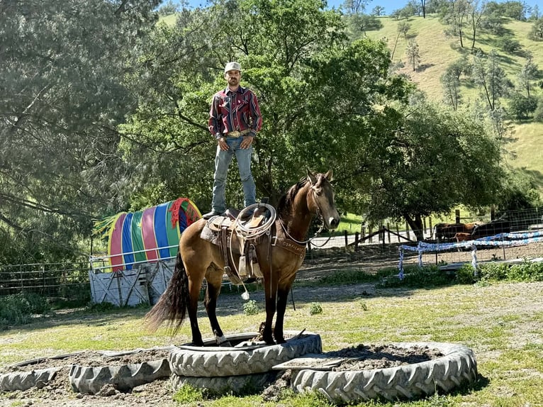 American Quarter Horse Ruin 10 Jaar 150 cm Buckskin in Tres Pinos