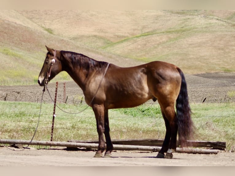 American Quarter Horse Ruin 10 Jaar 150 cm Buckskin in Tres Pinos
