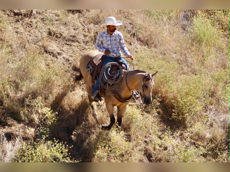 American Quarter Horse Ruin 10 Jaar 150 cm Buckskin in Tres Pinos