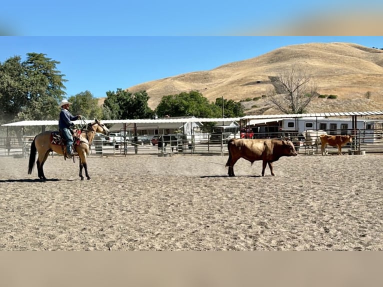 American Quarter Horse Ruin 10 Jaar 150 cm Buckskin in Tres Pinos