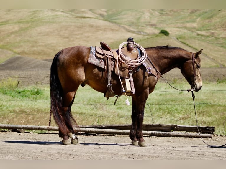 American Quarter Horse Ruin 10 Jaar 150 cm Buckskin in Tres Pinos
