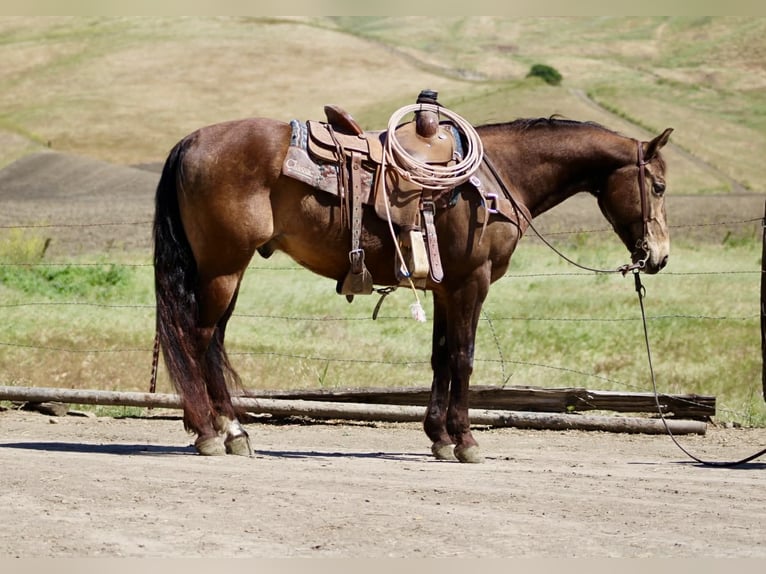 American Quarter Horse Ruin 10 Jaar 150 cm Buckskin in Tres Pinos