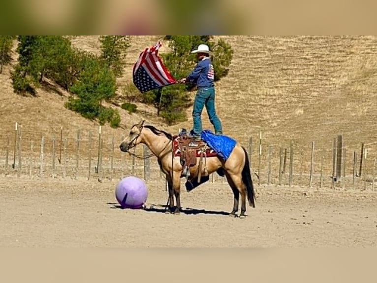 American Quarter Horse Ruin 10 Jaar 150 cm Buckskin in Tres Pinos
