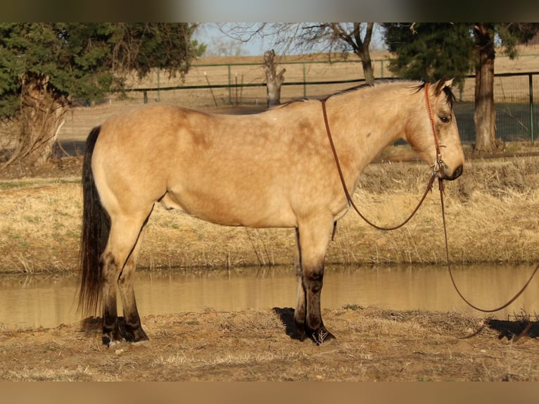 American Quarter Horse Ruin 10 Jaar 150 cm Buckskin in Fort Worth TX