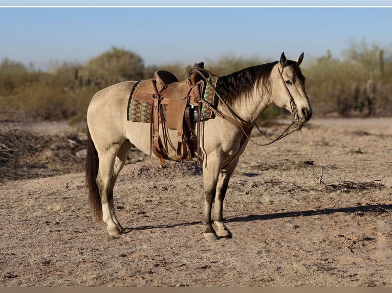 American Quarter Horse Ruin 10 Jaar 150 cm Buckskin in Casa Grande AZ