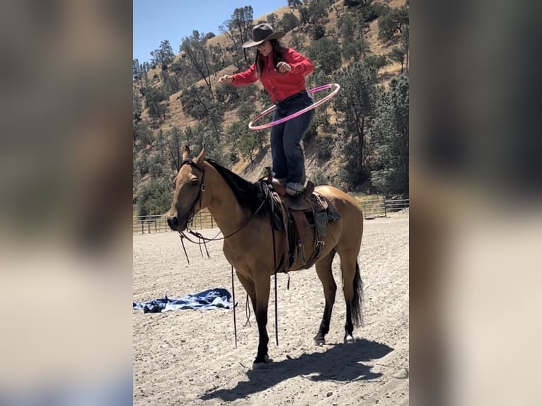 American Quarter Horse Ruin 10 Jaar 150 cm Buckskin in Paso Robles, CA