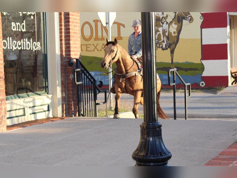 American Quarter Horse Ruin 10 Jaar 150 cm Buckskin in Pilot Point TX