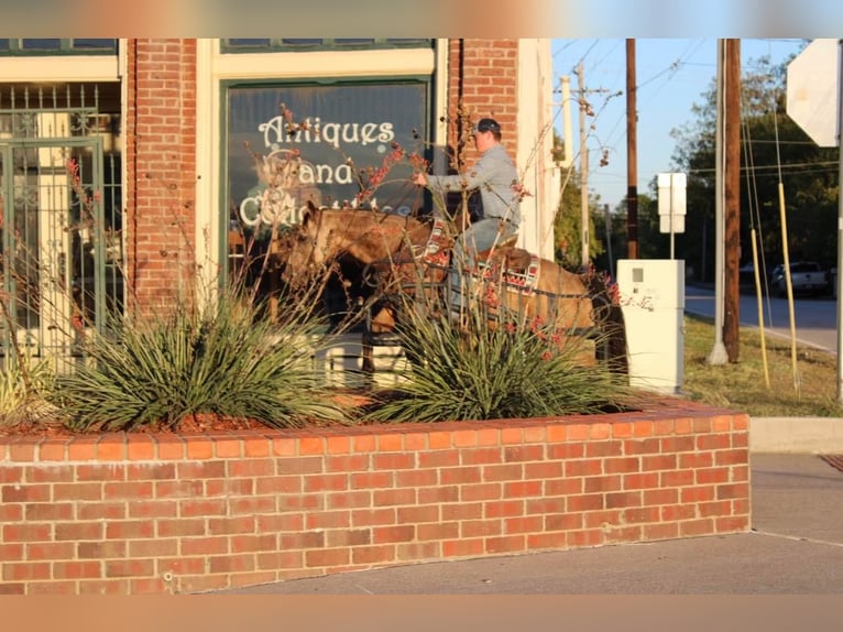 American Quarter Horse Ruin 10 Jaar 150 cm Buckskin in Pilot Point TX