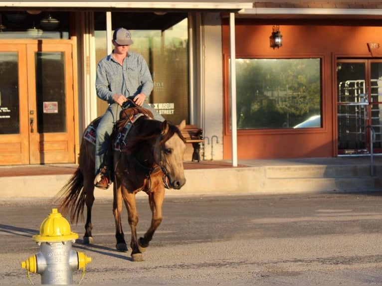 American Quarter Horse Ruin 10 Jaar 150 cm Buckskin in Pilot Point TX