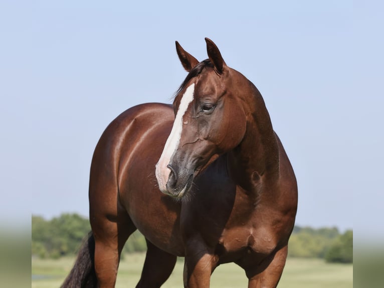 American Quarter Horse Ruin 10 Jaar 150 cm Donkere-vos in Buffalo, MO