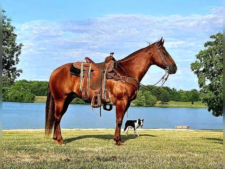 American Quarter Horse Ruin 10 Jaar 150 cm Donkere-vos in LaCygne KS