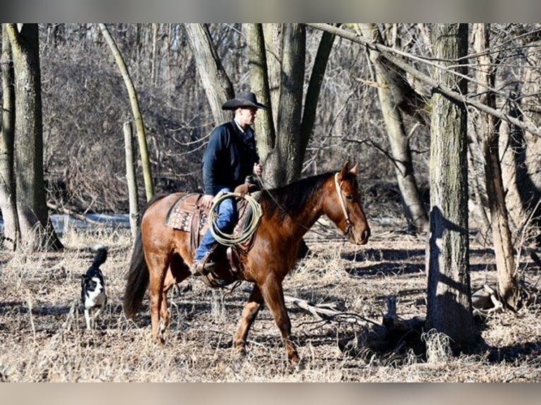 American Quarter Horse Ruin 10 Jaar 150 cm Donkere-vos in Cannon Falls, MN