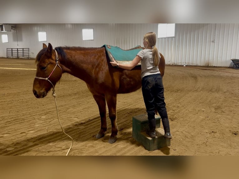 American Quarter Horse Ruin 10 Jaar 150 cm Donkere-vos in Cannon Falls, MN