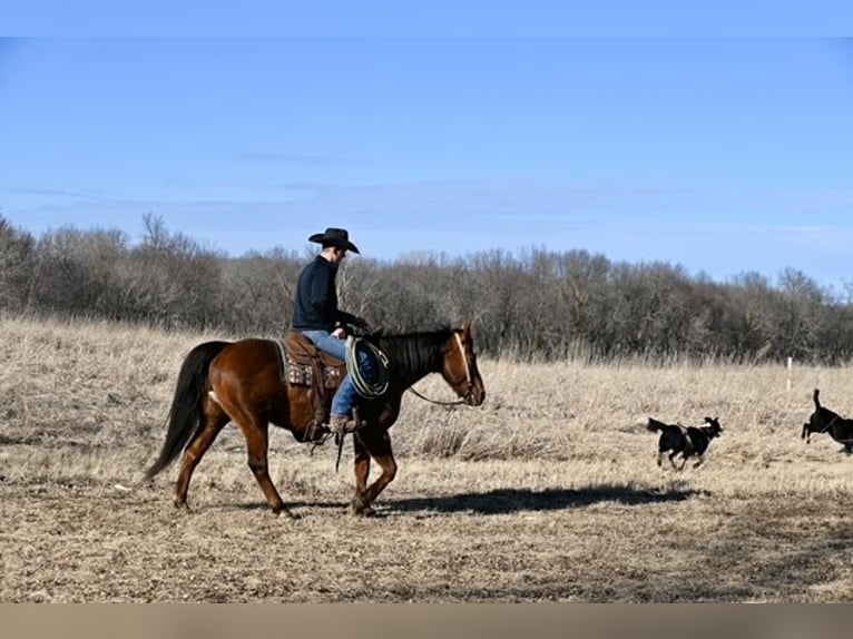 American Quarter Horse Ruin 10 Jaar 150 cm Donkere-vos in Cannon Falls, MN