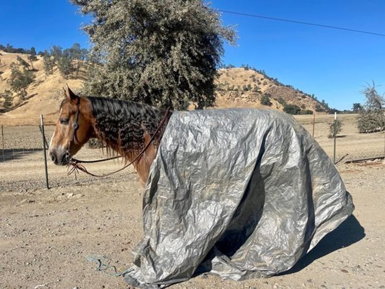 American Quarter Horse Ruin 10 Jaar 150 cm Donkere-vos in Paicine, CA