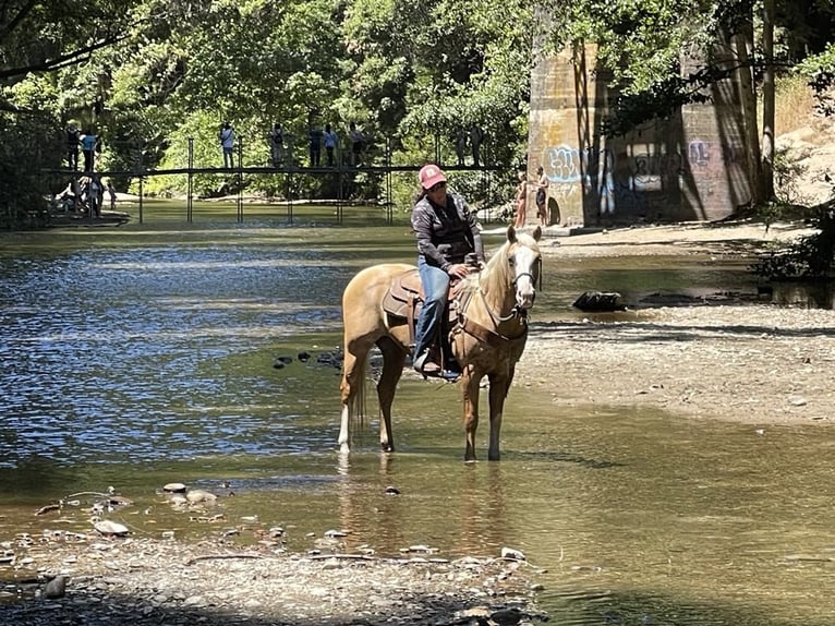 American Quarter Horse Ruin 10 Jaar 150 cm Palomino in Paicines CA
