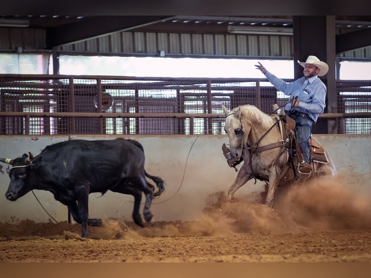 American Quarter Horse Ruin 10 Jaar 150 cm Palomino in Addison