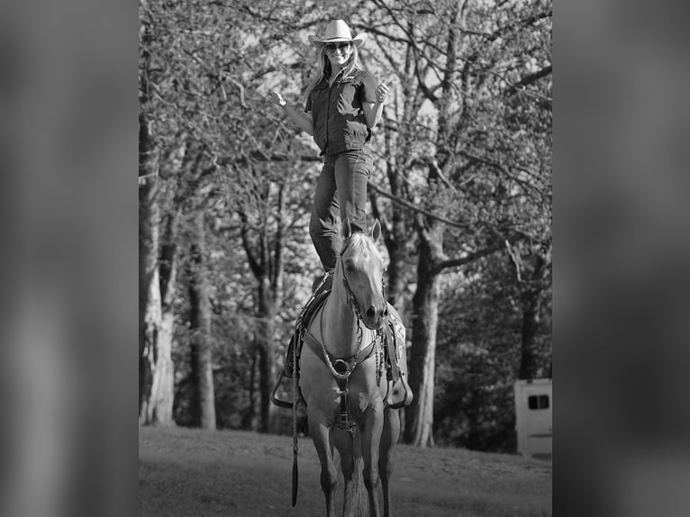 American Quarter Horse Ruin 10 Jaar 150 cm Palomino in Addison