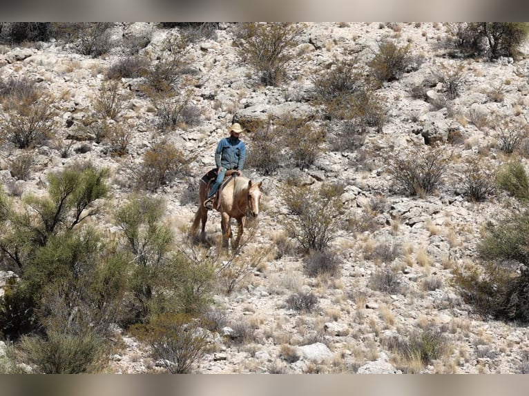 American Quarter Horse Ruin 10 Jaar 150 cm Palomino in Camp Verde TX