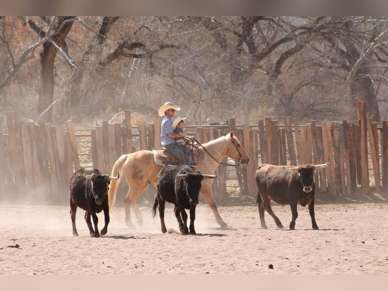 American Quarter Horse Ruin 10 Jaar 150 cm Palomino in Camp Verde TX