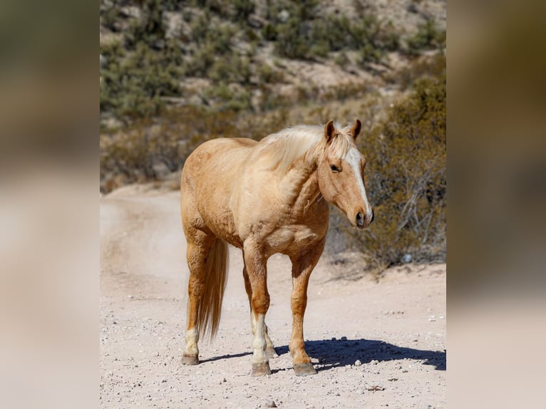 American Quarter Horse Ruin 10 Jaar 150 cm Palomino in Camp Verde TX