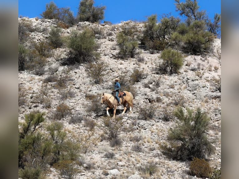 American Quarter Horse Ruin 10 Jaar 150 cm Palomino in Camp Verde TX