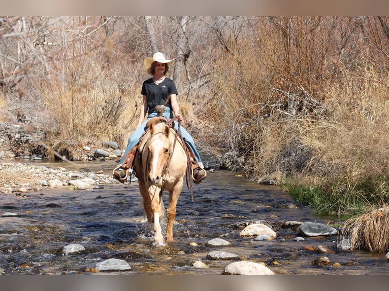 American Quarter Horse Ruin 10 Jaar 150 cm Palomino in Camp Verde TX