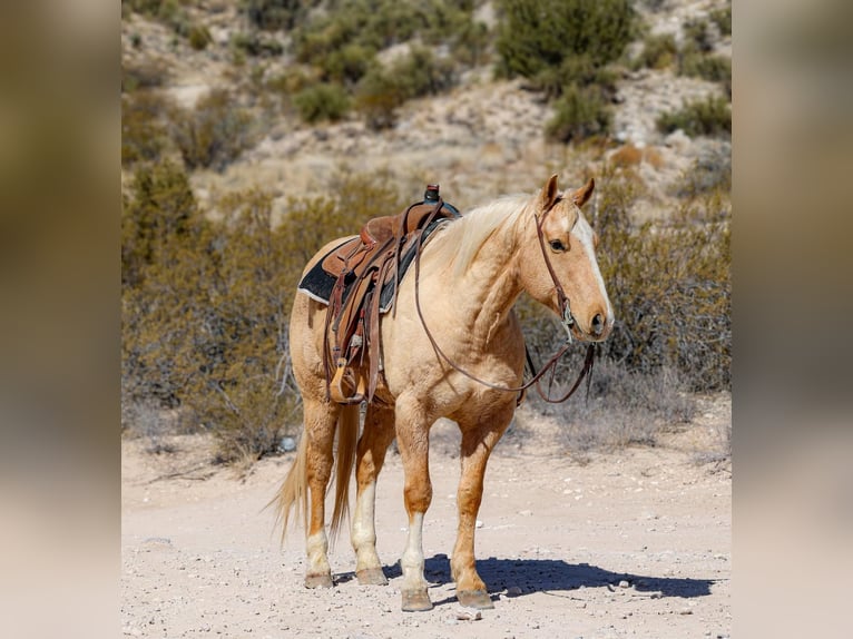 American Quarter Horse Ruin 10 Jaar 150 cm Palomino in Camp Verde TX