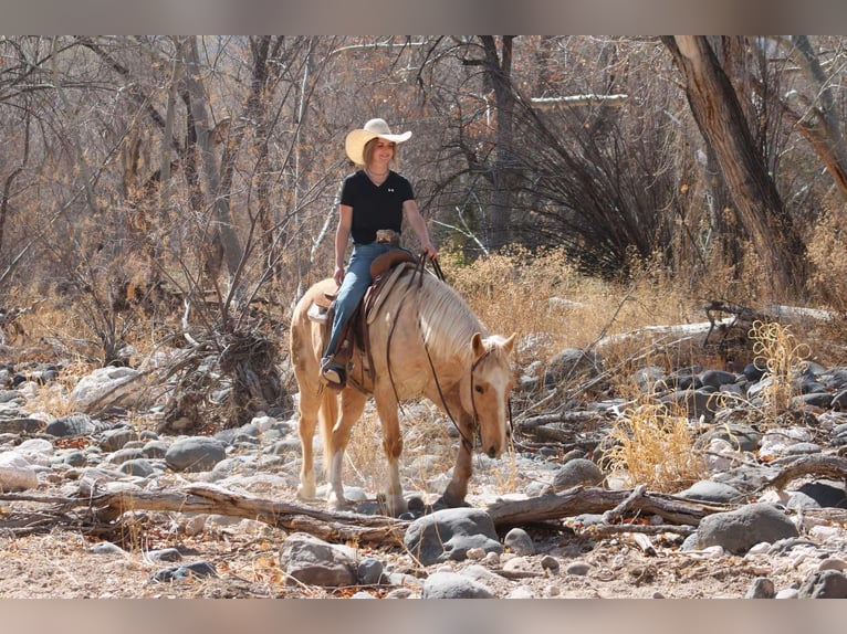 American Quarter Horse Ruin 10 Jaar 150 cm Palomino in Camp Verde TX