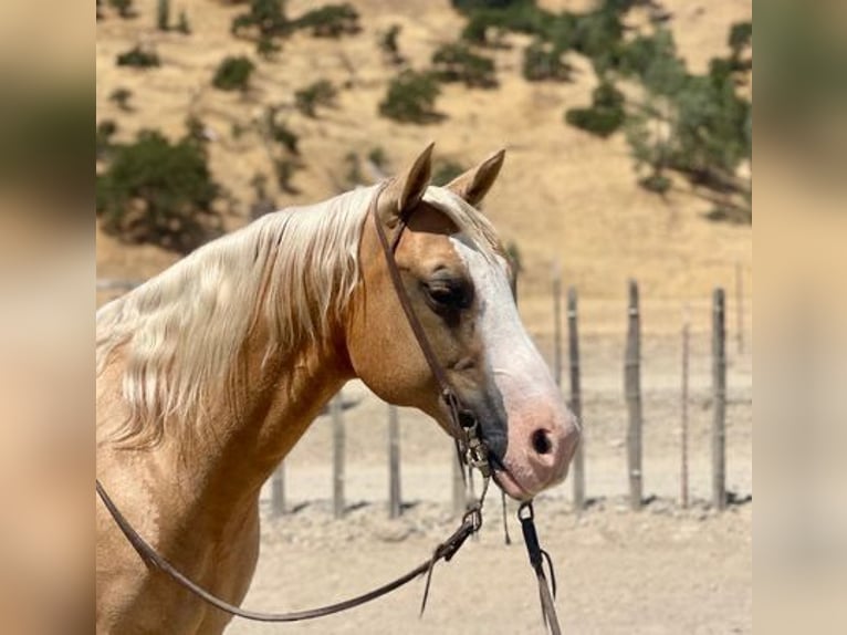 American Quarter Horse Ruin 10 Jaar 150 cm Palomino in Paicines CA