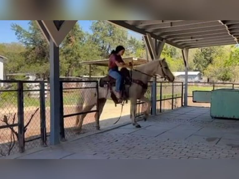 American Quarter Horse Ruin 10 Jaar 150 cm Palomino in Weatherford TX