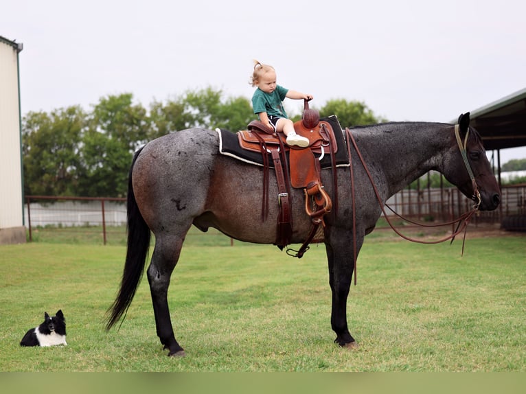 American Quarter Horse Ruin 10 Jaar 150 cm in Forney