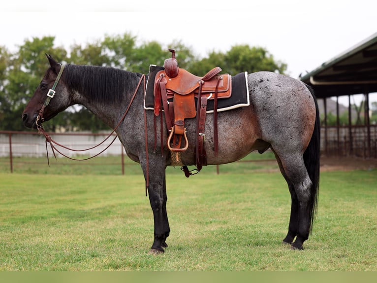 American Quarter Horse Ruin 10 Jaar 150 cm in Forney