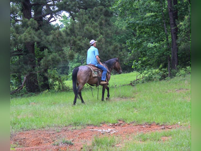 American Quarter Horse Ruin 10 Jaar 150 cm Roan-Bay in Rusk