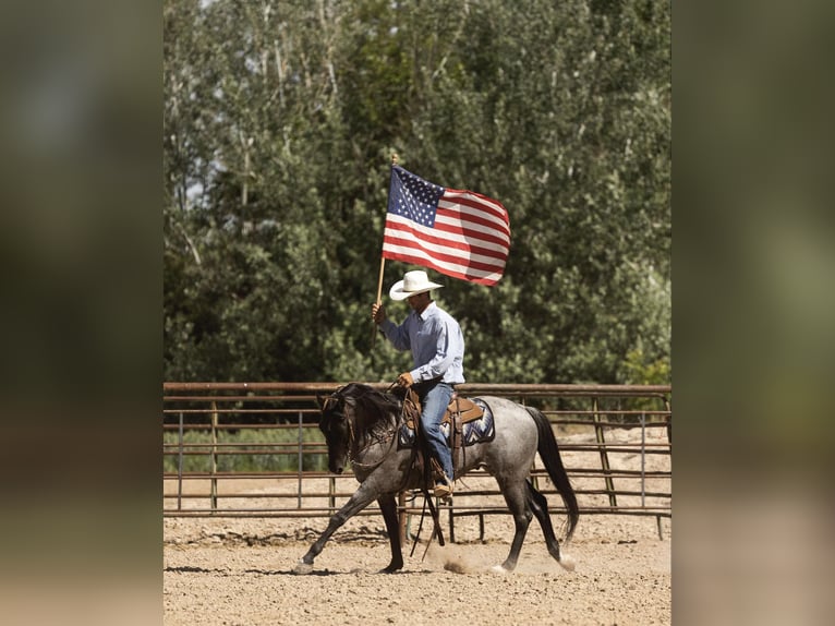 American Quarter Horse Ruin 10 Jaar 150 cm Roan-Blue in Caldwell ID