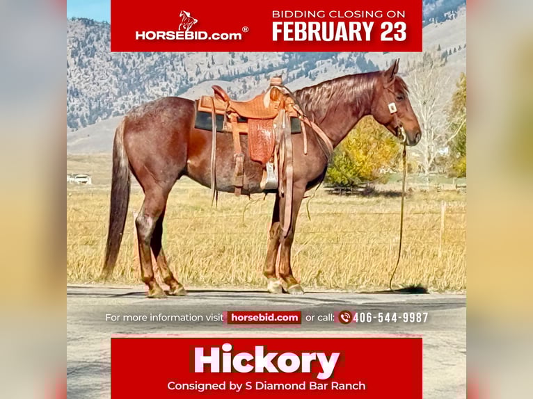 American Quarter Horse Ruin 10 Jaar 150 cm Roan-Red in Middleburg