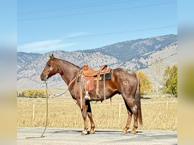 American Quarter Horse Ruin 10 Jaar 150 cm Roan-Red in Middleburg