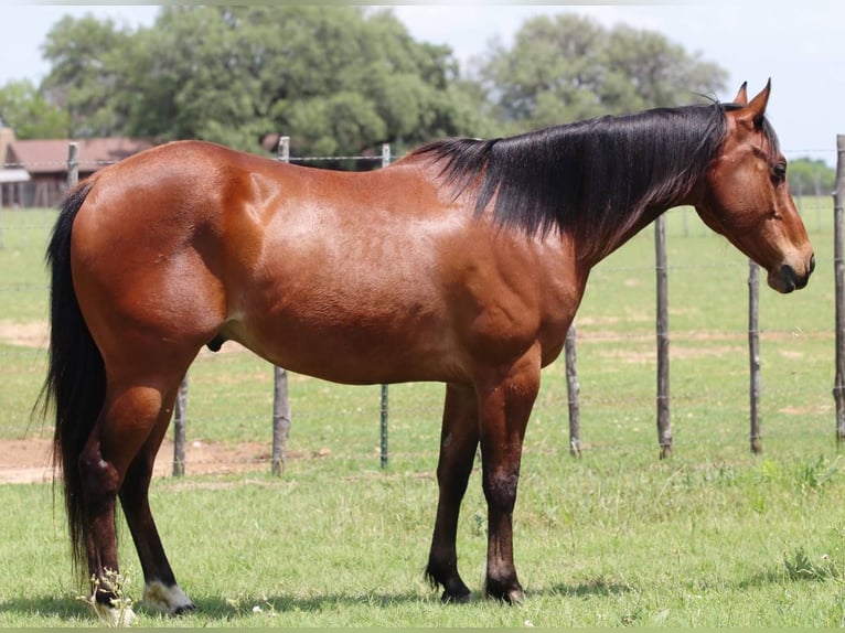 American Quarter Horse Ruin 10 Jaar 150 cm Roodbruin in Lipan TX