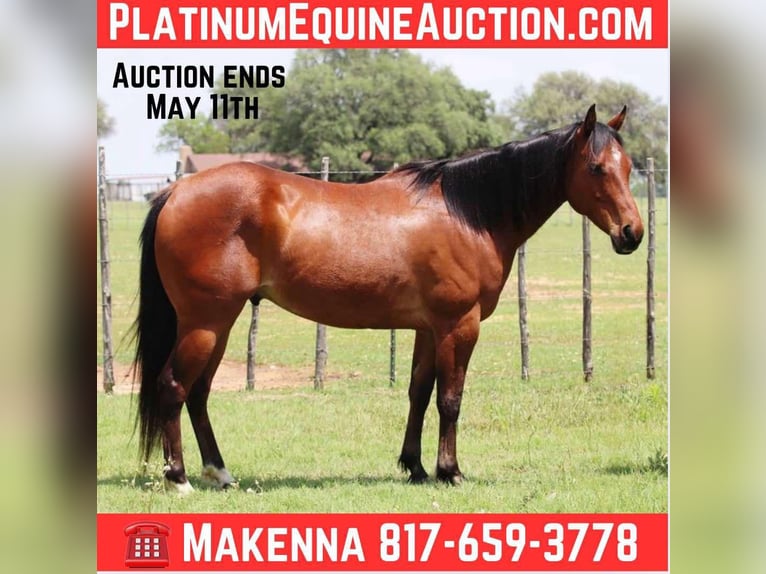 American Quarter Horse Ruin 10 Jaar 150 cm Roodbruin in Lipan TX
