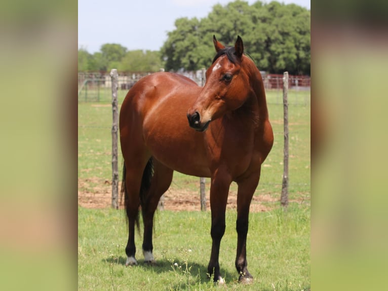 American Quarter Horse Ruin 10 Jaar 150 cm Roodbruin in Lipan TX