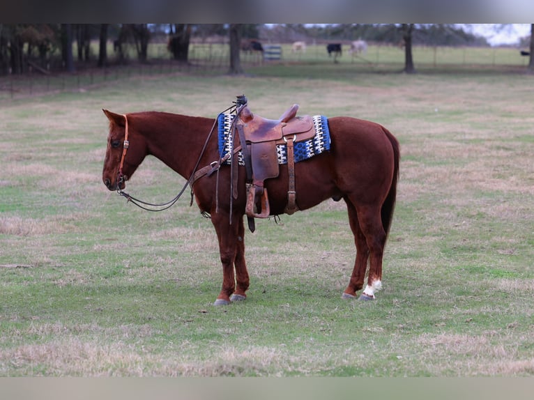American Quarter Horse Ruin 10 Jaar 150 cm Roodvos in Ore City
