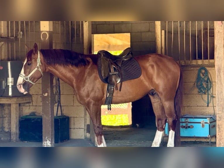 American Quarter Horse Ruin 10 Jaar 150 cm Roodvos in King City