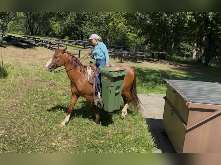 American Quarter Horse Ruin 10 Jaar 150 cm Roodvos in King City